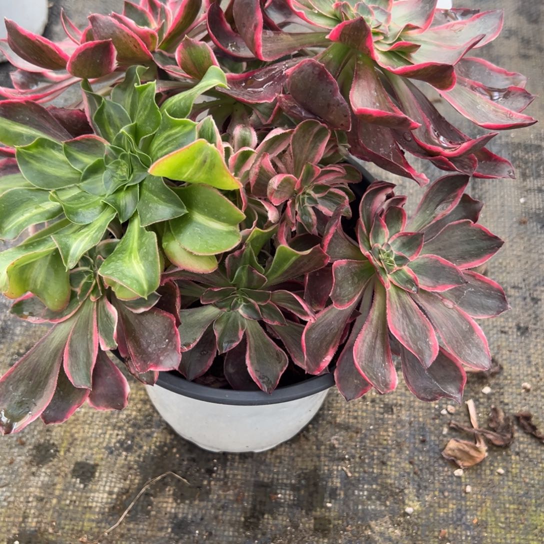 曼***华151恶魔之眼多肉多肉多肉