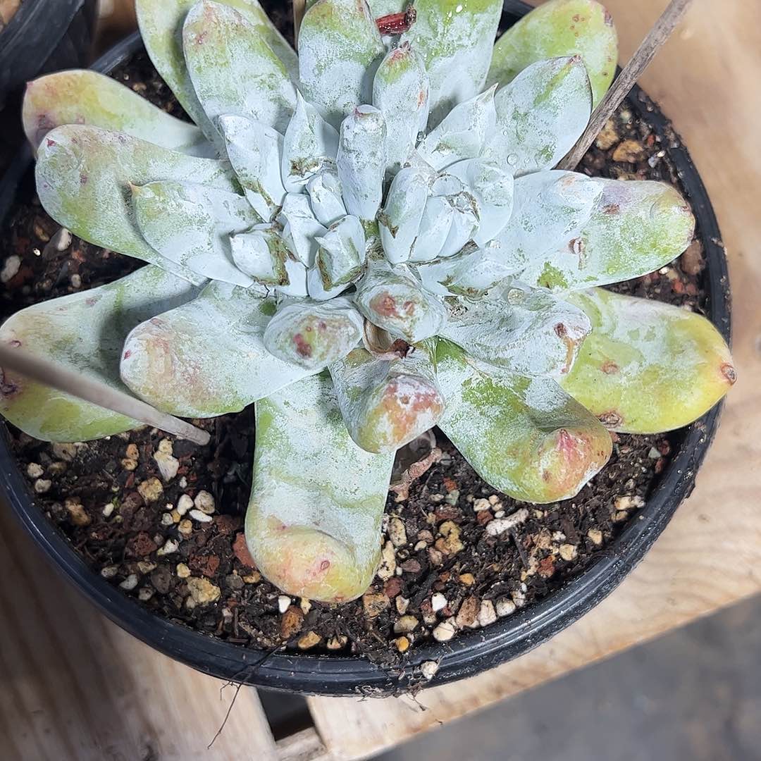 拇指群老桩多肉植物