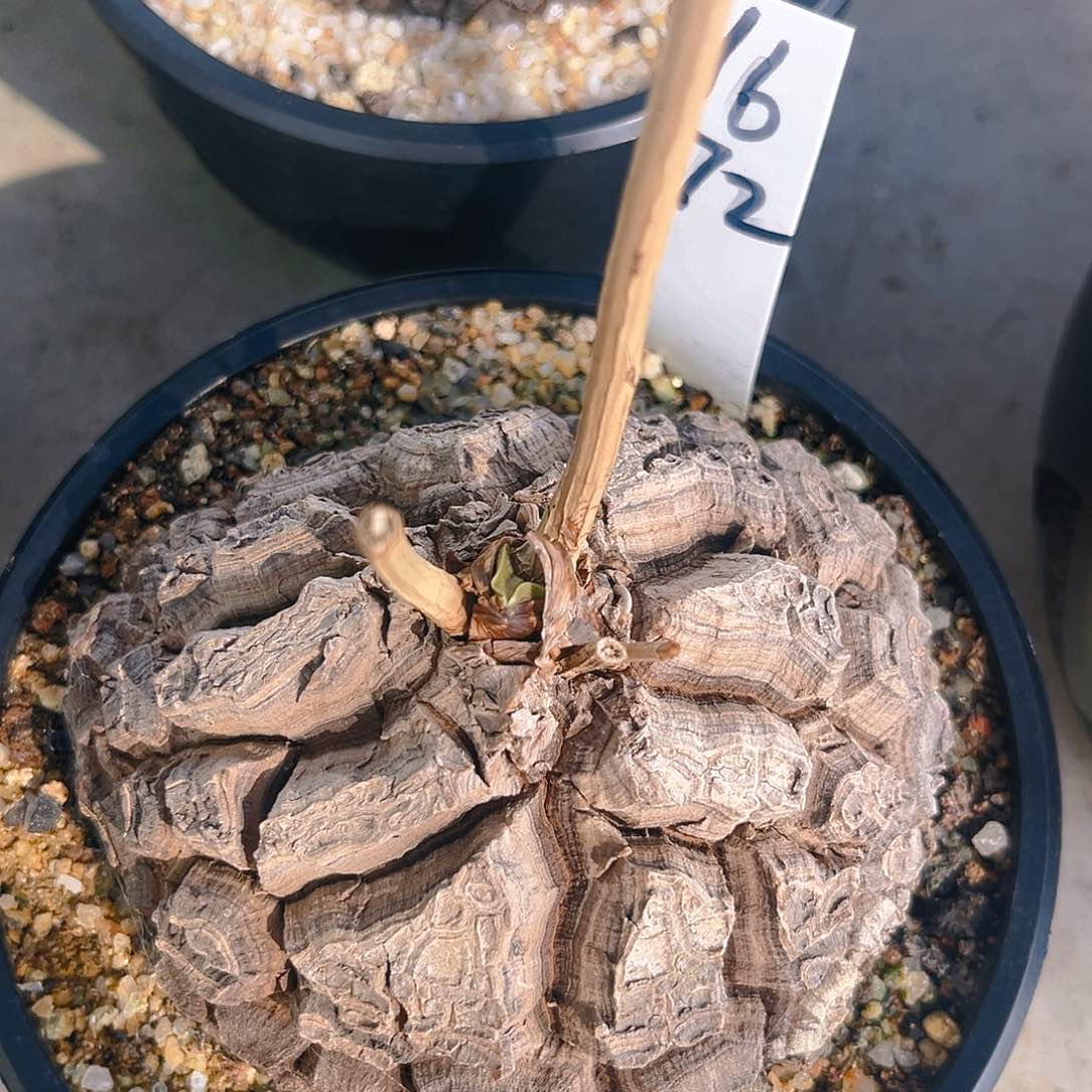 潮流植物精品墨西哥龟1672