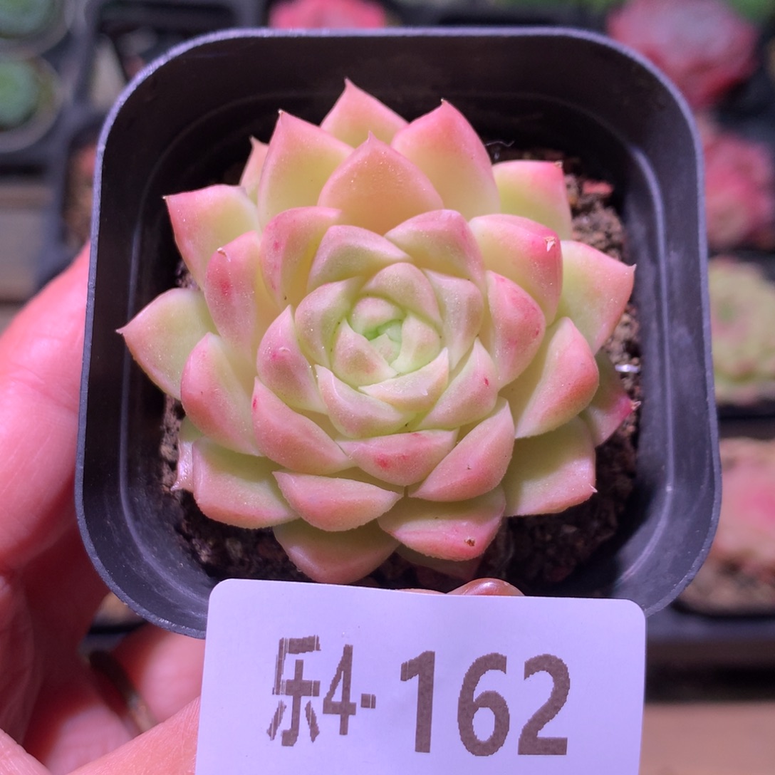 乐然 4-162 迈凯伦 