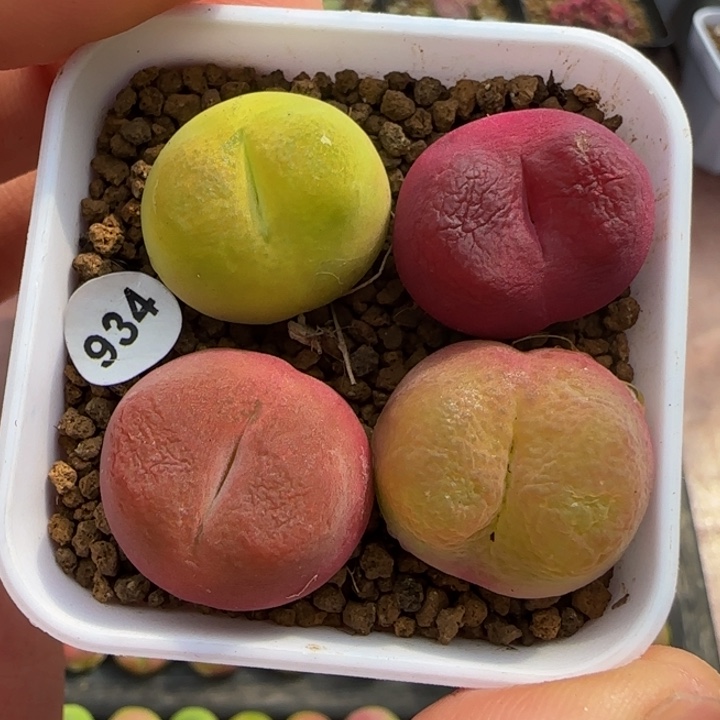 1.9+漂亮多肉脱土934