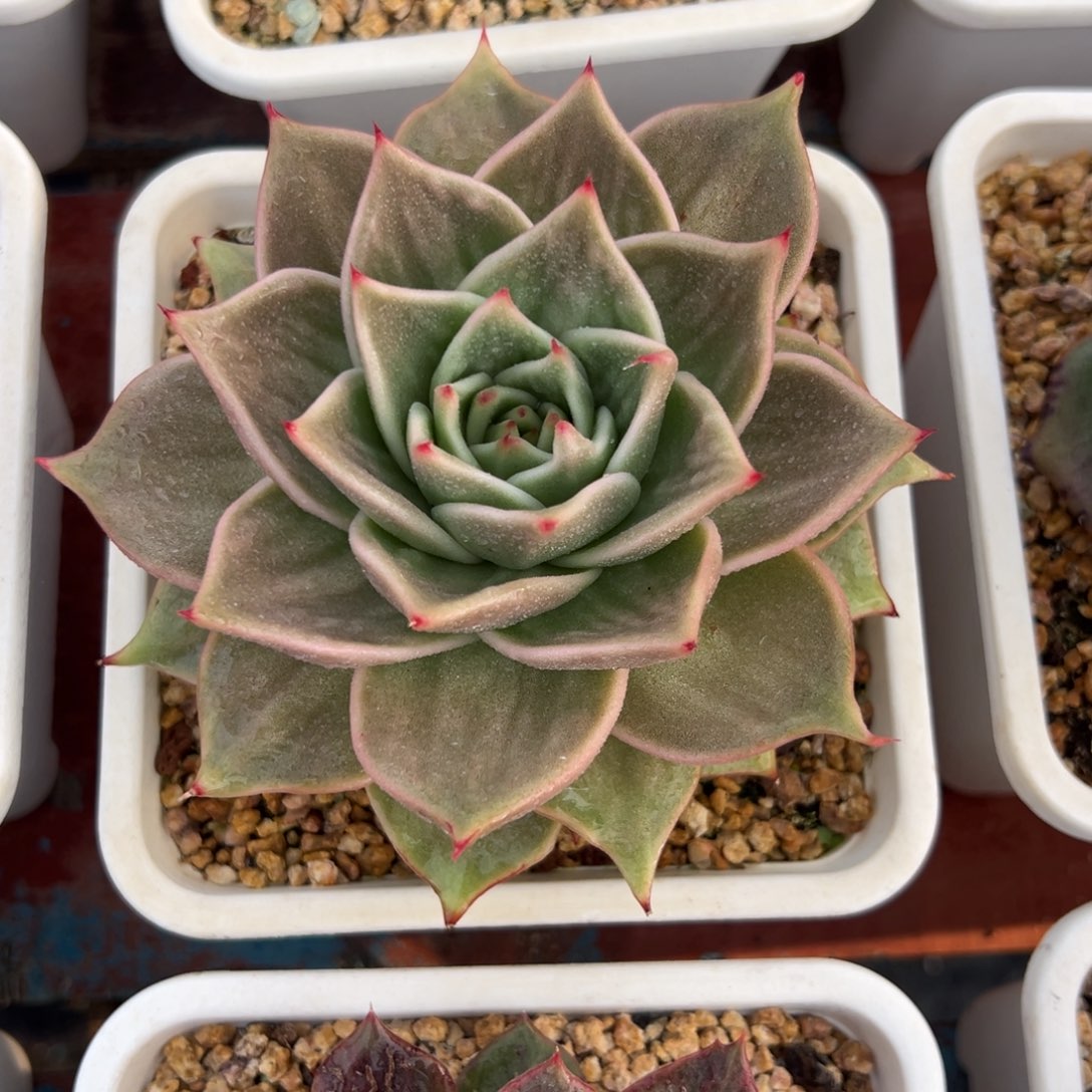 一物一拍，多肉植物（111）