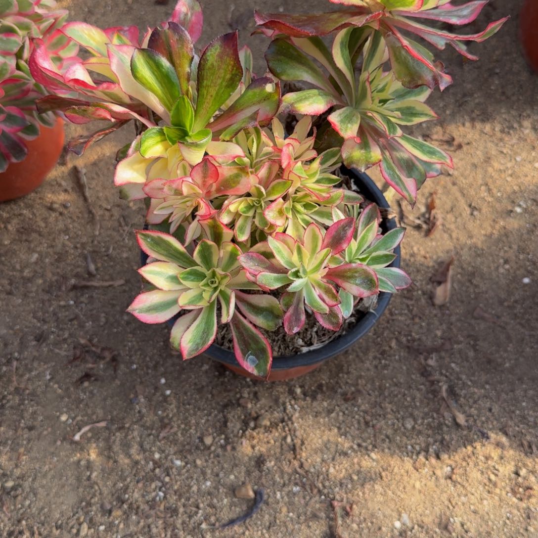 冰***～寄养发货。多肉植物