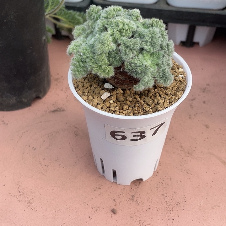 637羽叶杨葵大单头块根