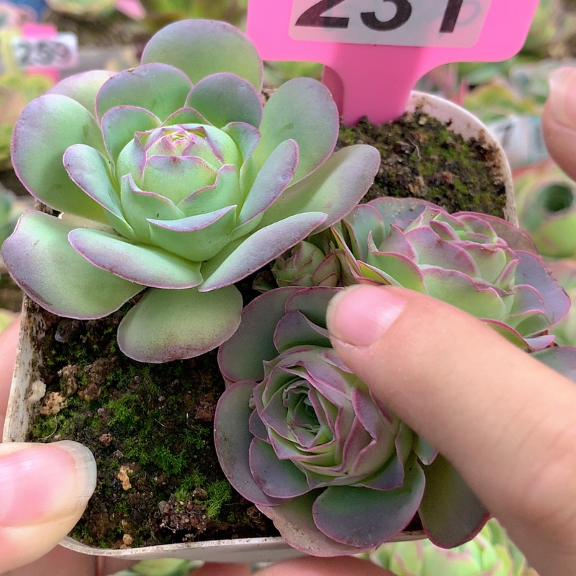 【闪购商品】yjj231红蕴