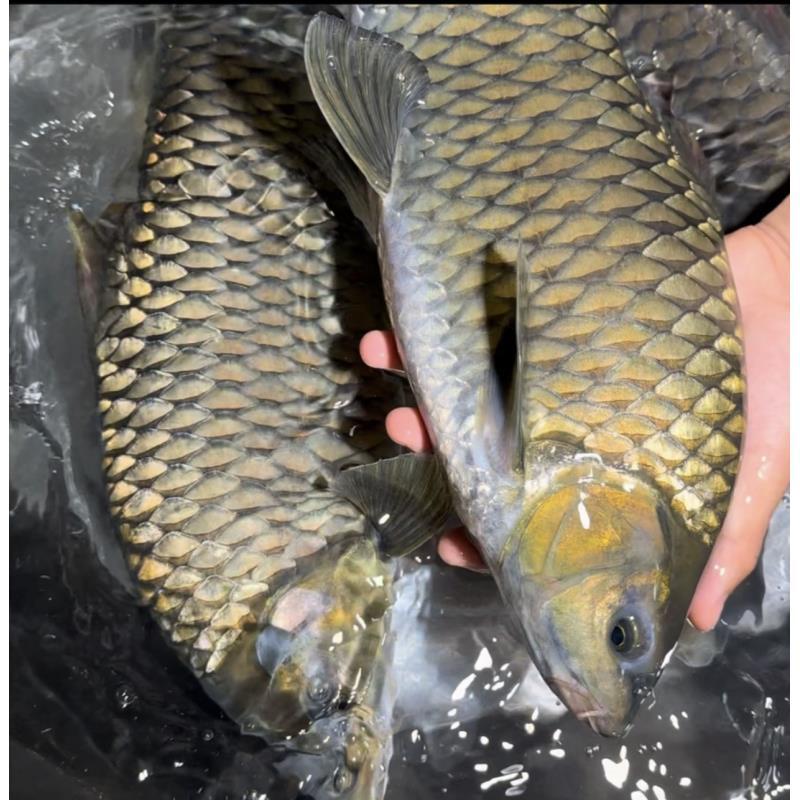 x现捞现发四川清波鱼 生态养殖 渔场直发 观赏水族淡水饲养