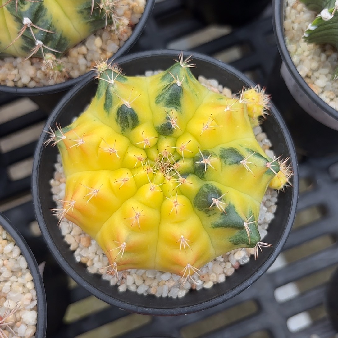 Z866-1113泰国米哈