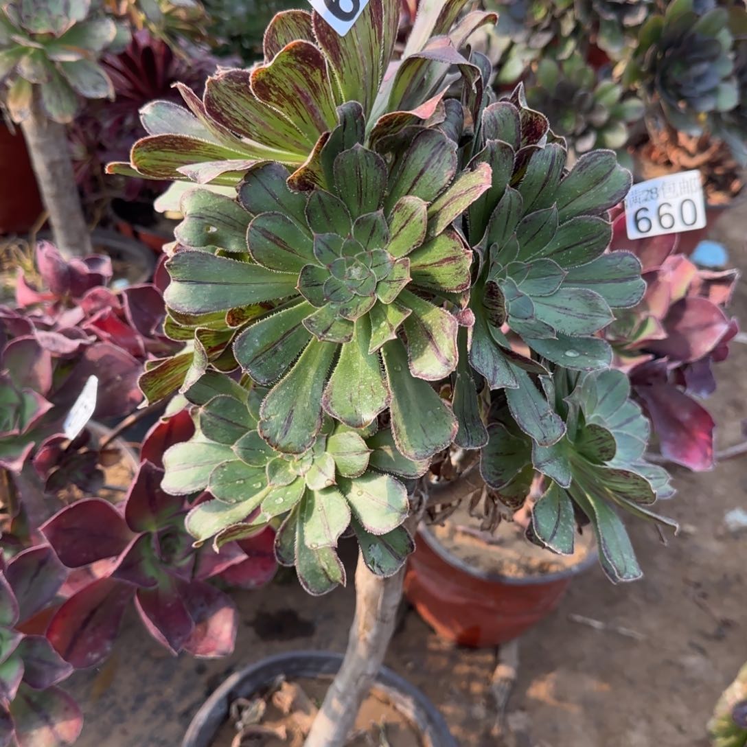 拉丝锦多肉677满28包邮断枝不包