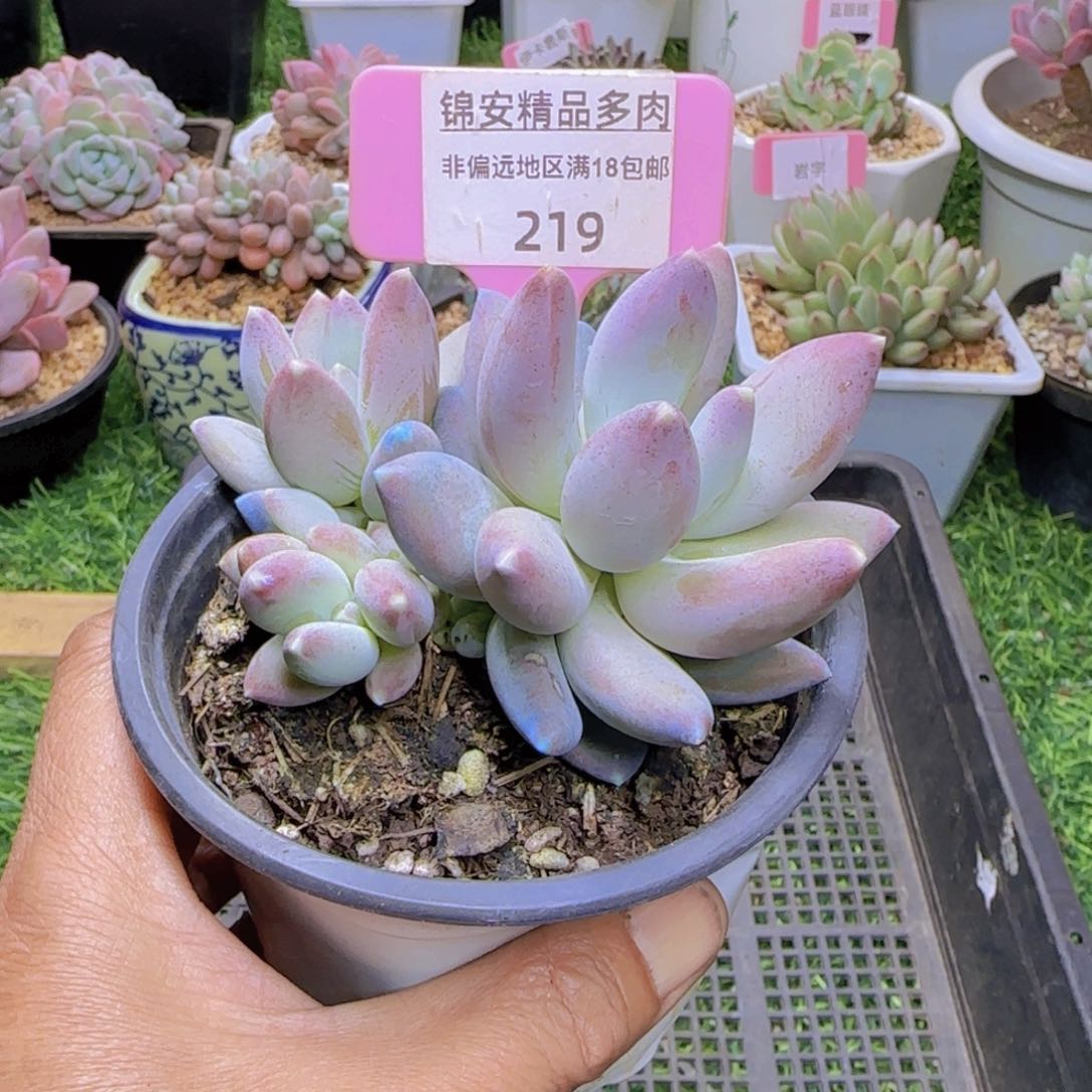 锦安精品多肉植物219