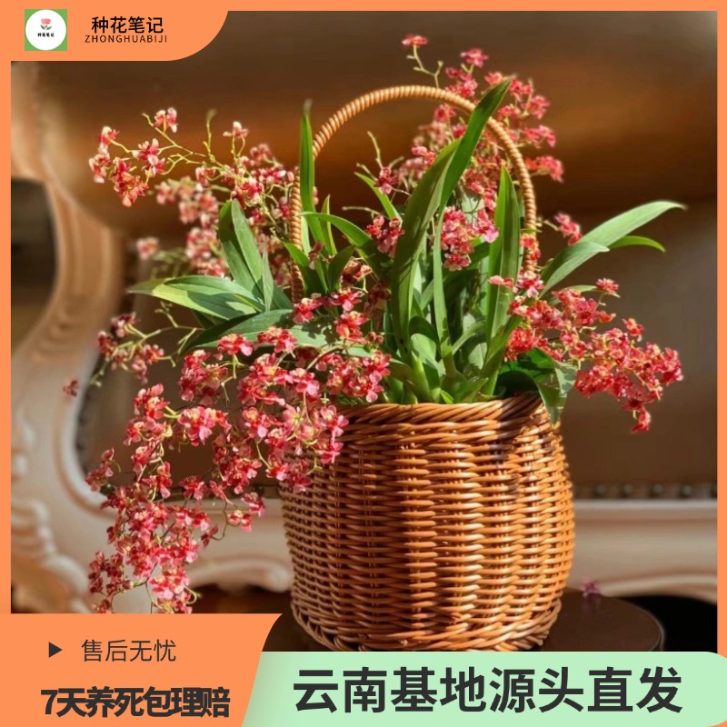 【满堂红梦香兰】带花苞兰花苗桌面客厅花卉植物室内花盆栽