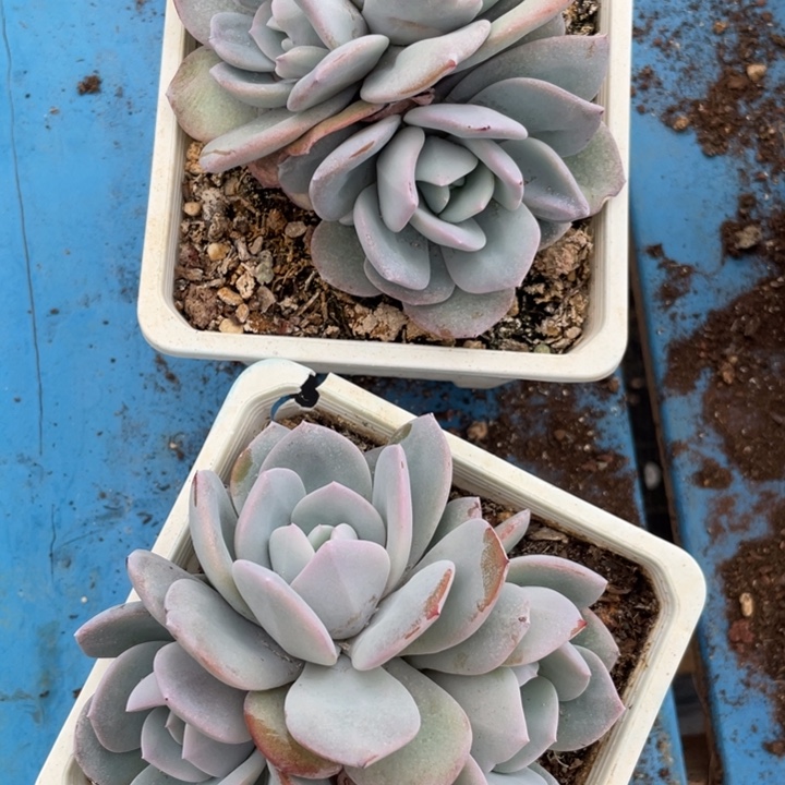 韩版奶茶2颗拍1发2，无砍无掐