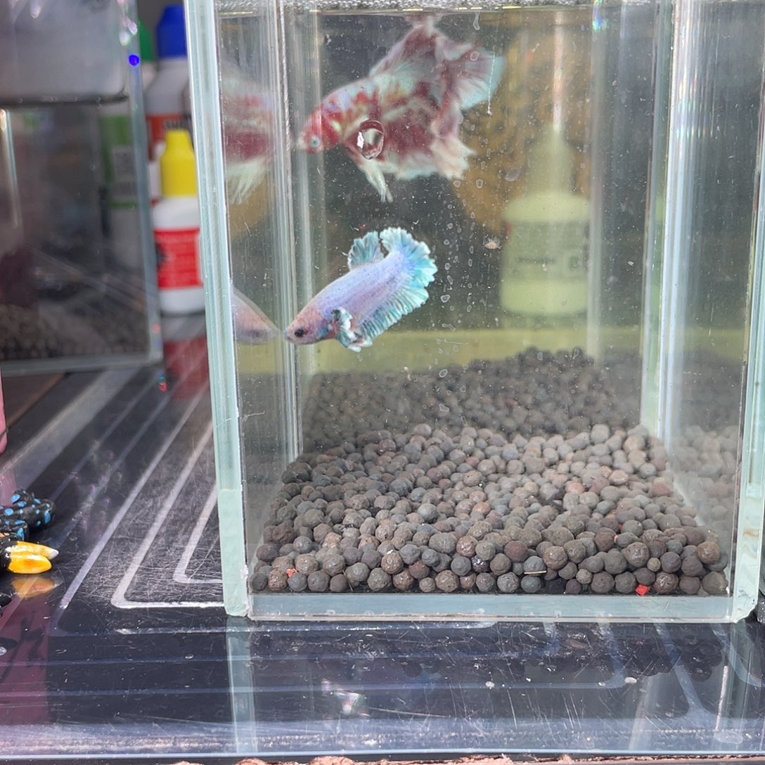 斗鱼粉蓝绣球将军公03号