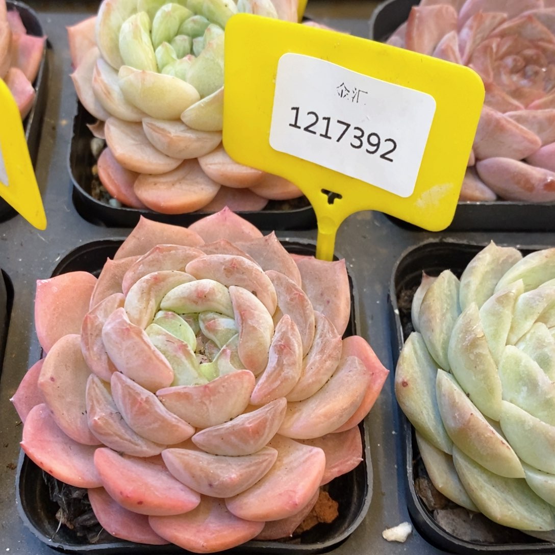 福利多多。1217392