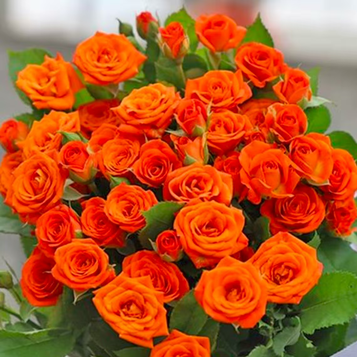 【花间】橙色芭比 云南基地玫瑰鲜切花直发 任意两单升级冷链发货