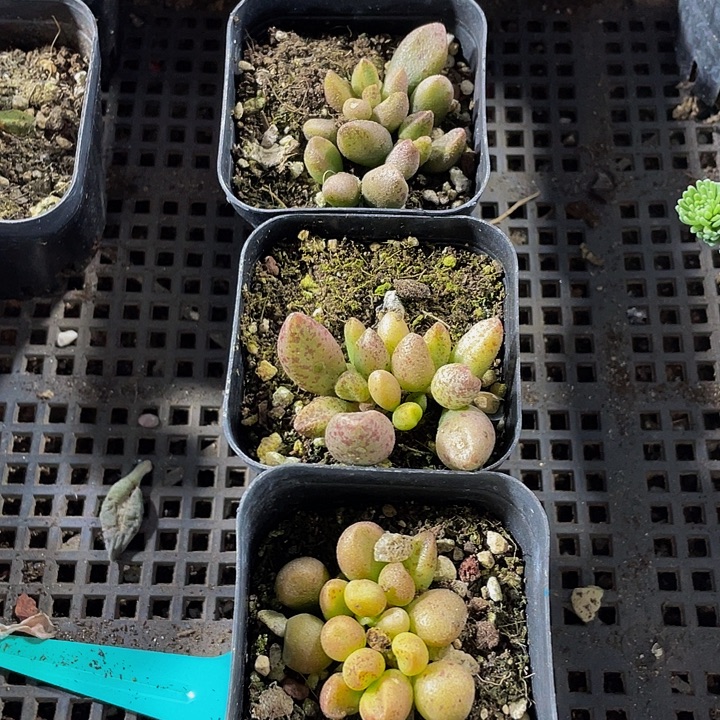 玛丽安带盆土发货