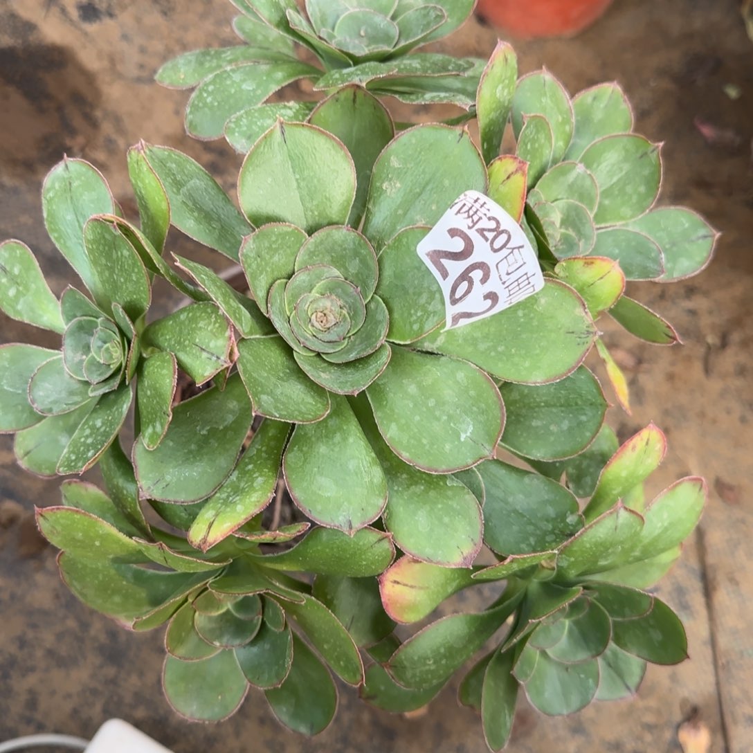 艳姿262满20包邮断枝不包