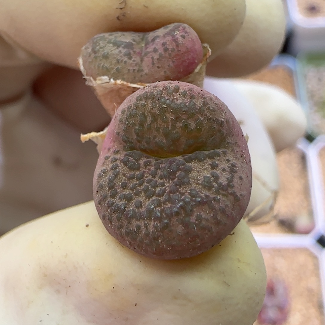 150杂交福利福利