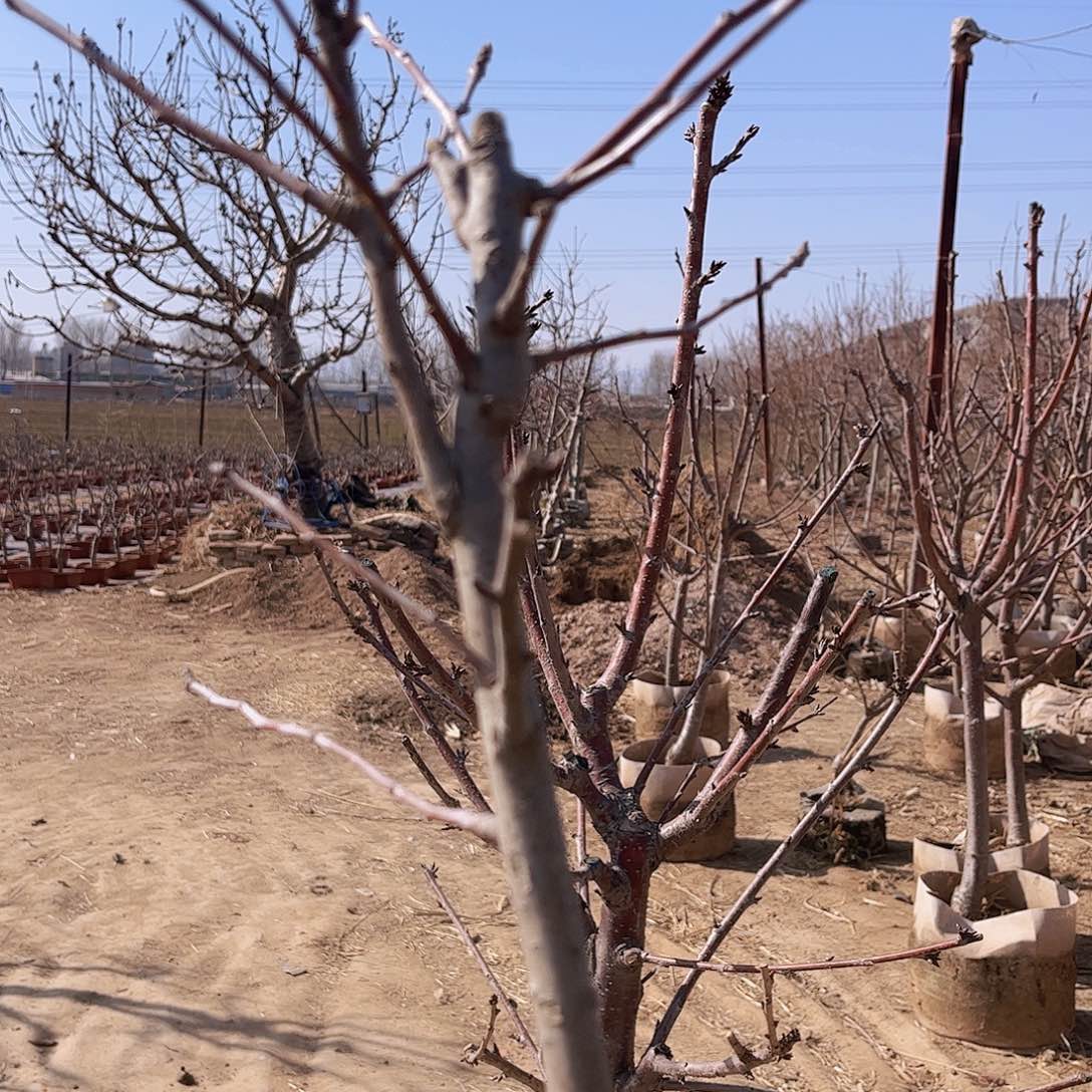 一物一拍原土原盆