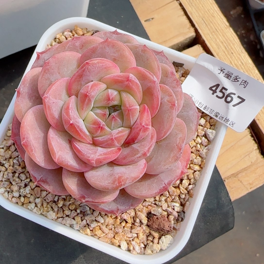 下播福利冰魄4567多肉