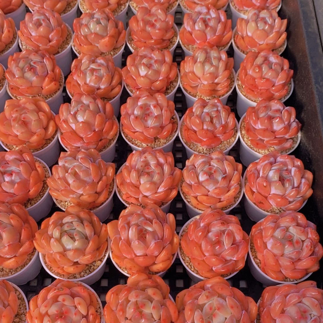 量拍54号 精品奶油果冻韩橙单头五个