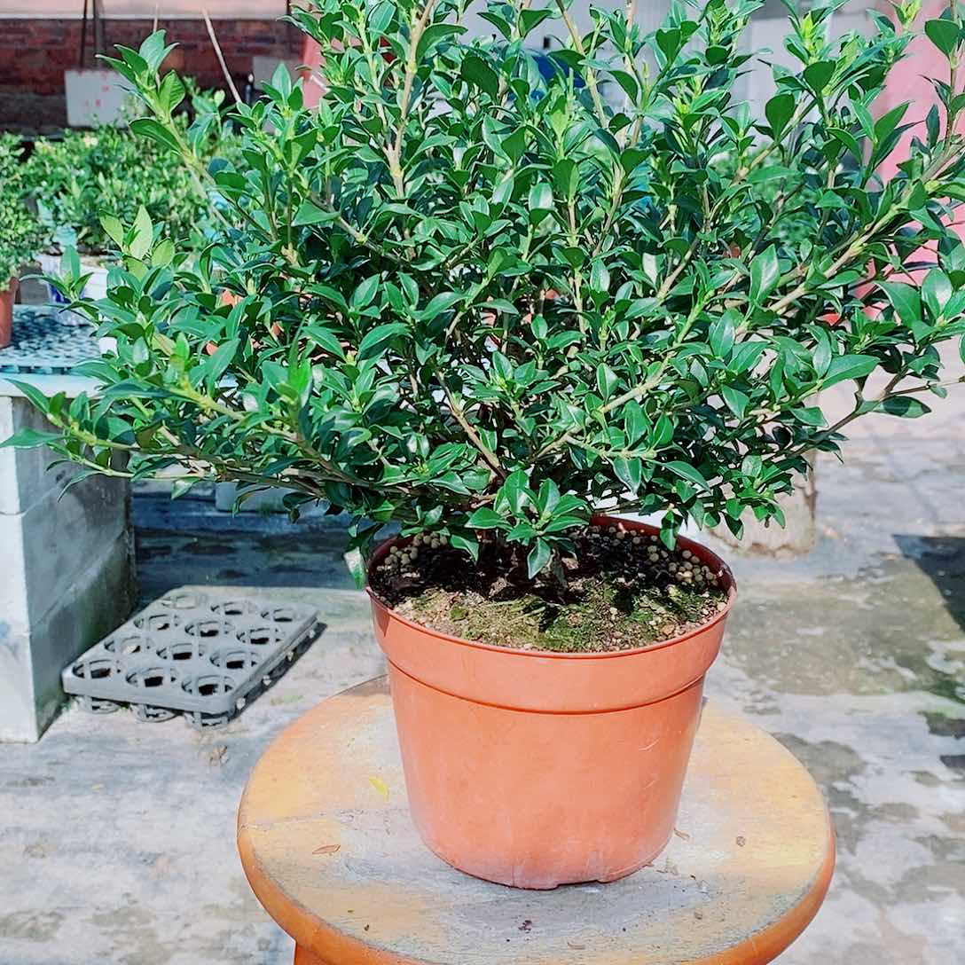 全部花苞❻*⑥秋蝉