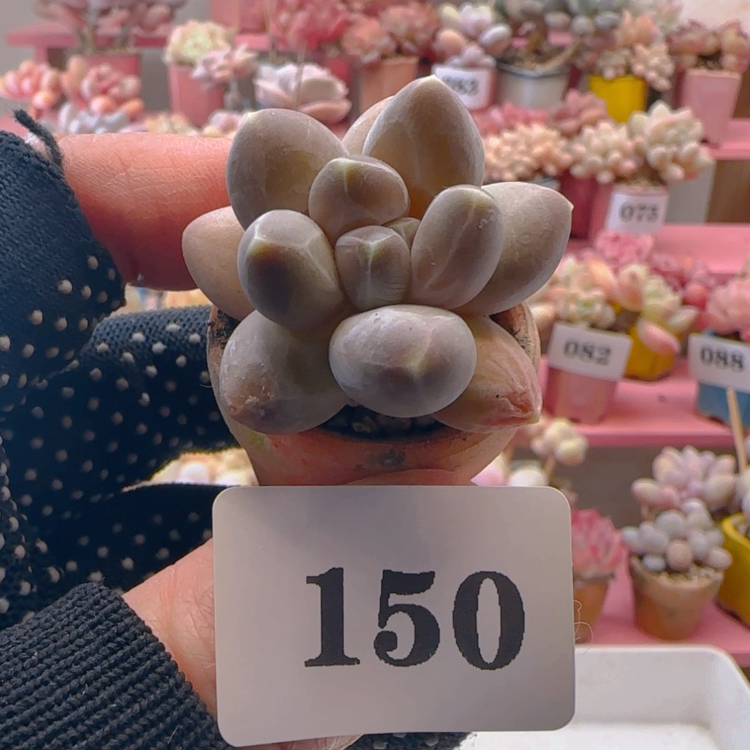 天空美人150 ，带盆土发货，满38包邮非偏远。