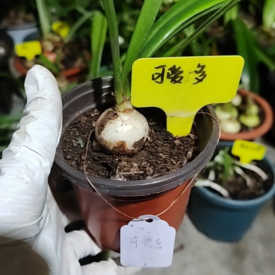 越南朱  可爱多  3+