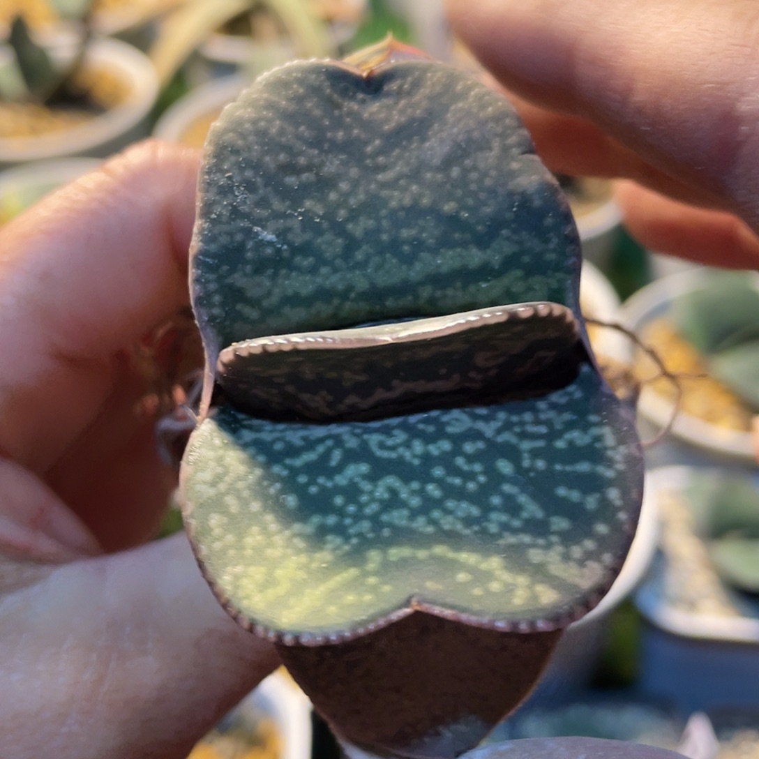 花***友鲨鱼掌111111111111