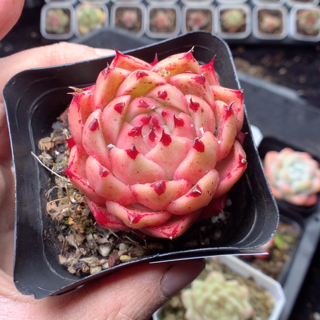 c***娃无花朵D107。yyyyttt