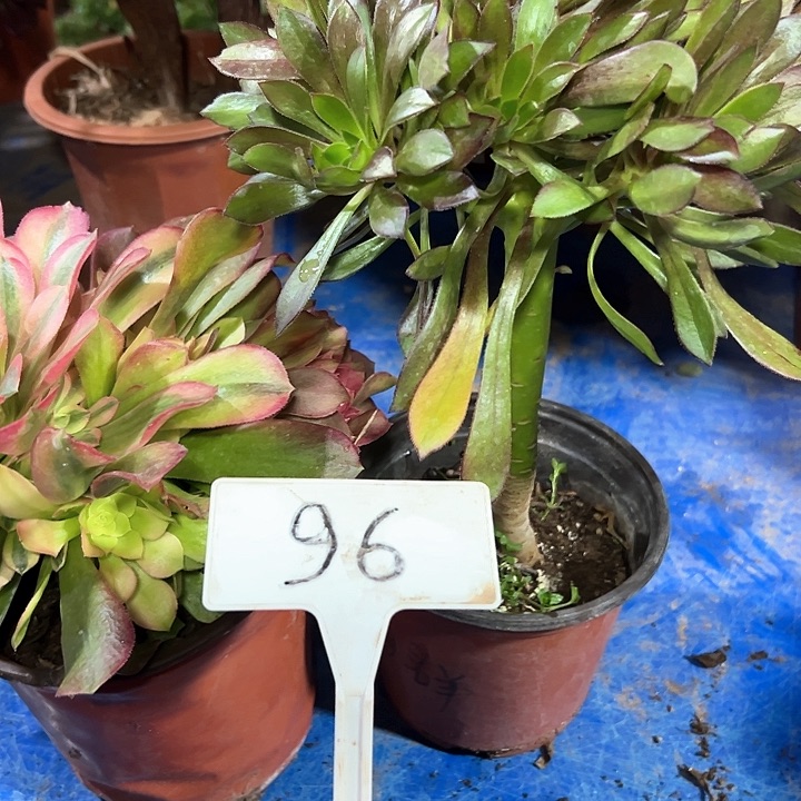 多肉植物组合2个