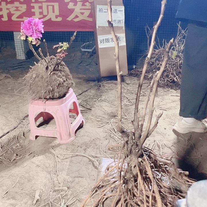 当前无花栽培后可以开花魏紫