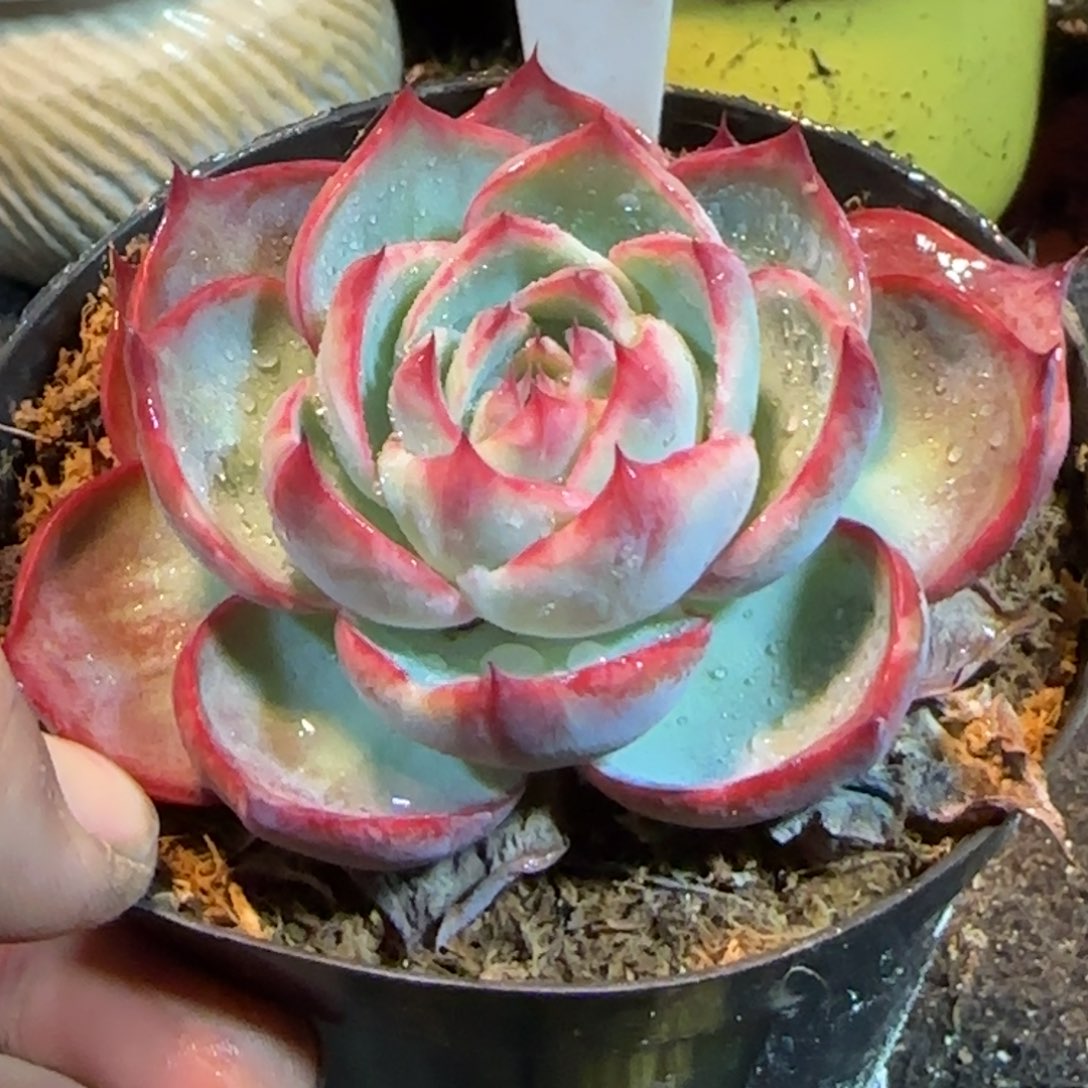 玫瑰惊鸿一物一拍包装收缩花旱781