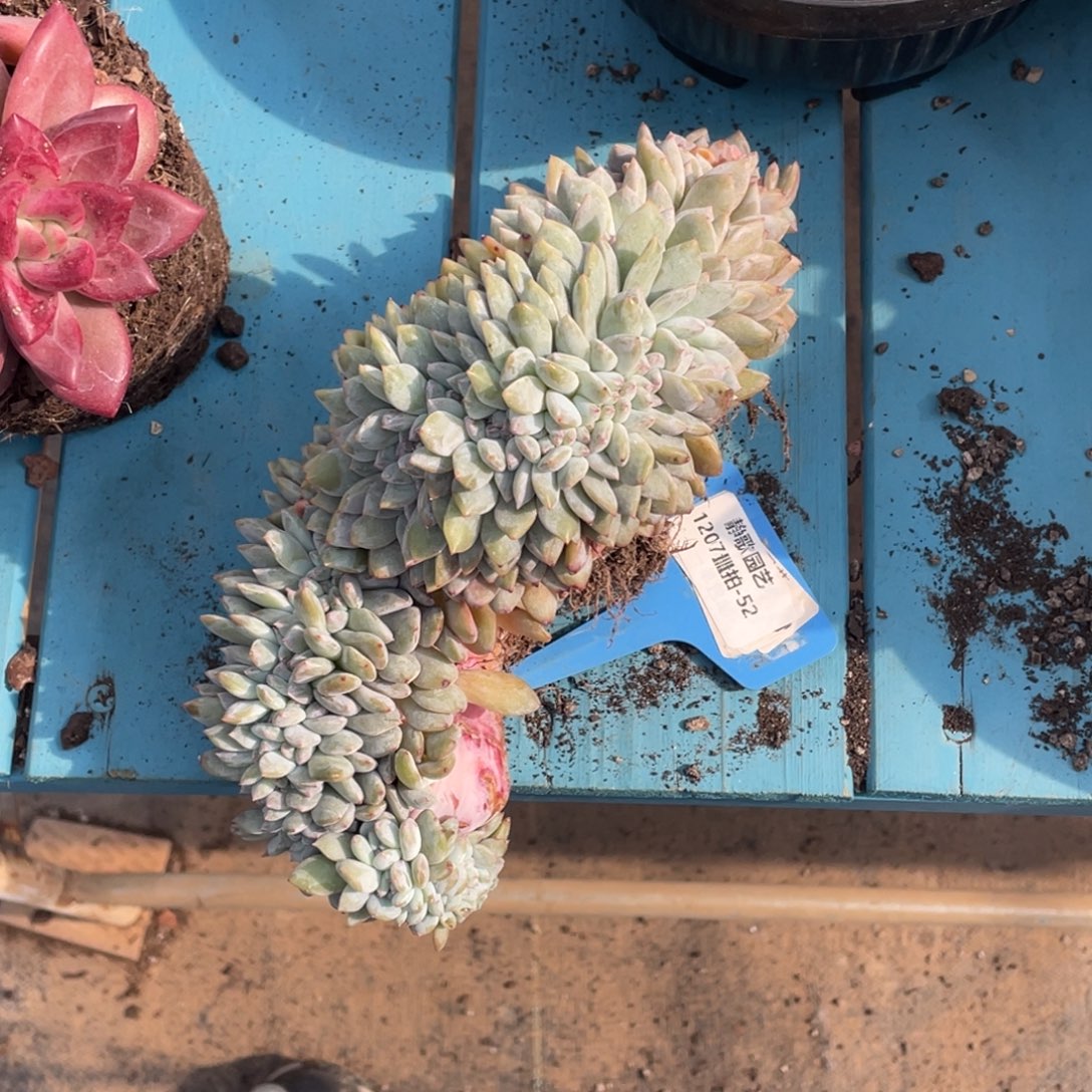 1207-52-石榴籽星影缀一颗