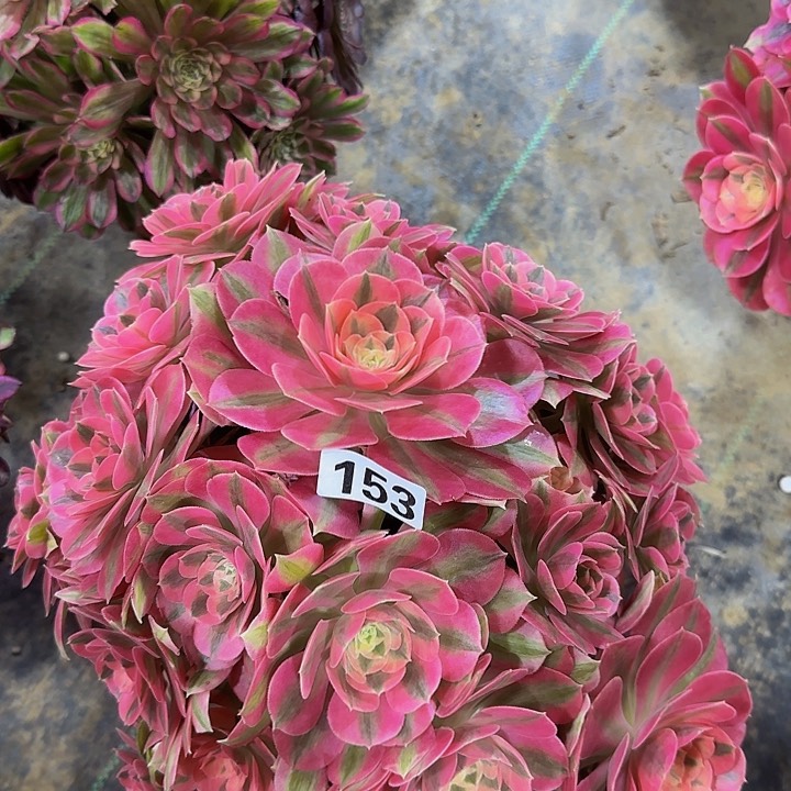 153粉女巫多肉法师