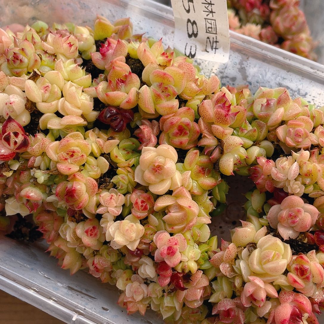 多肉植物多肉植物583