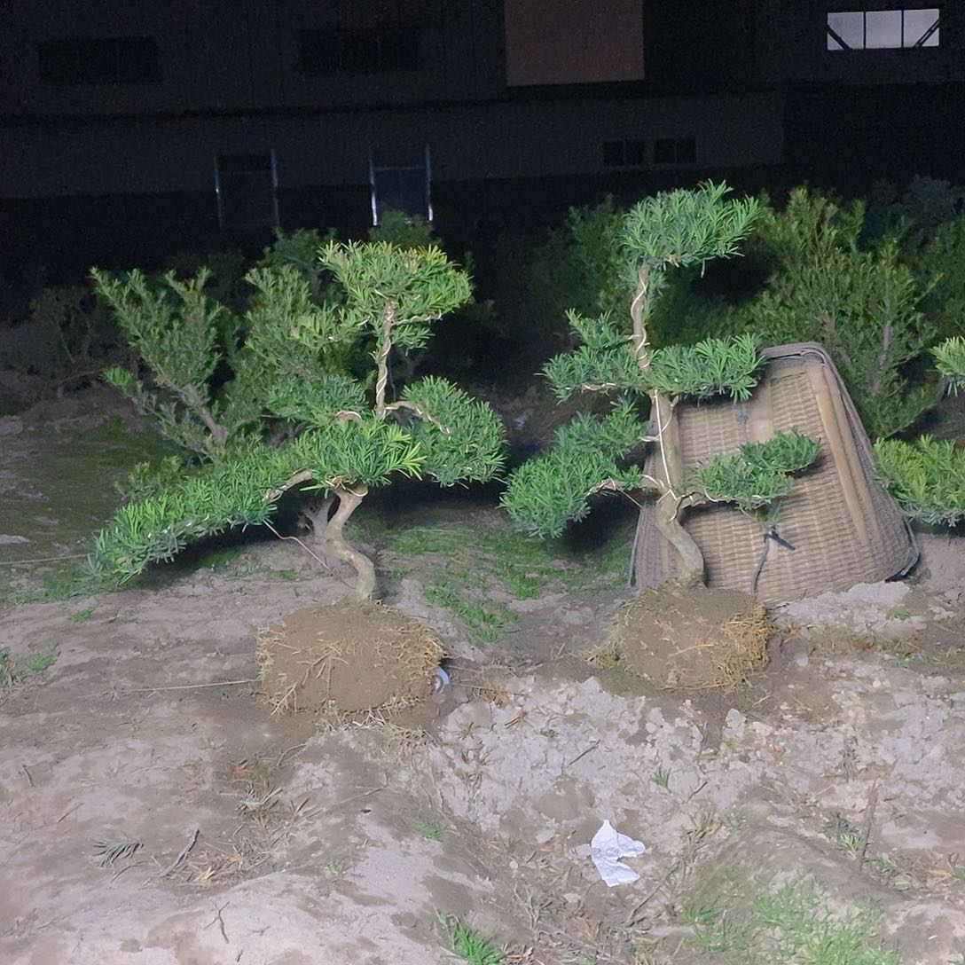 300/2小叶雀舌罗汉松
