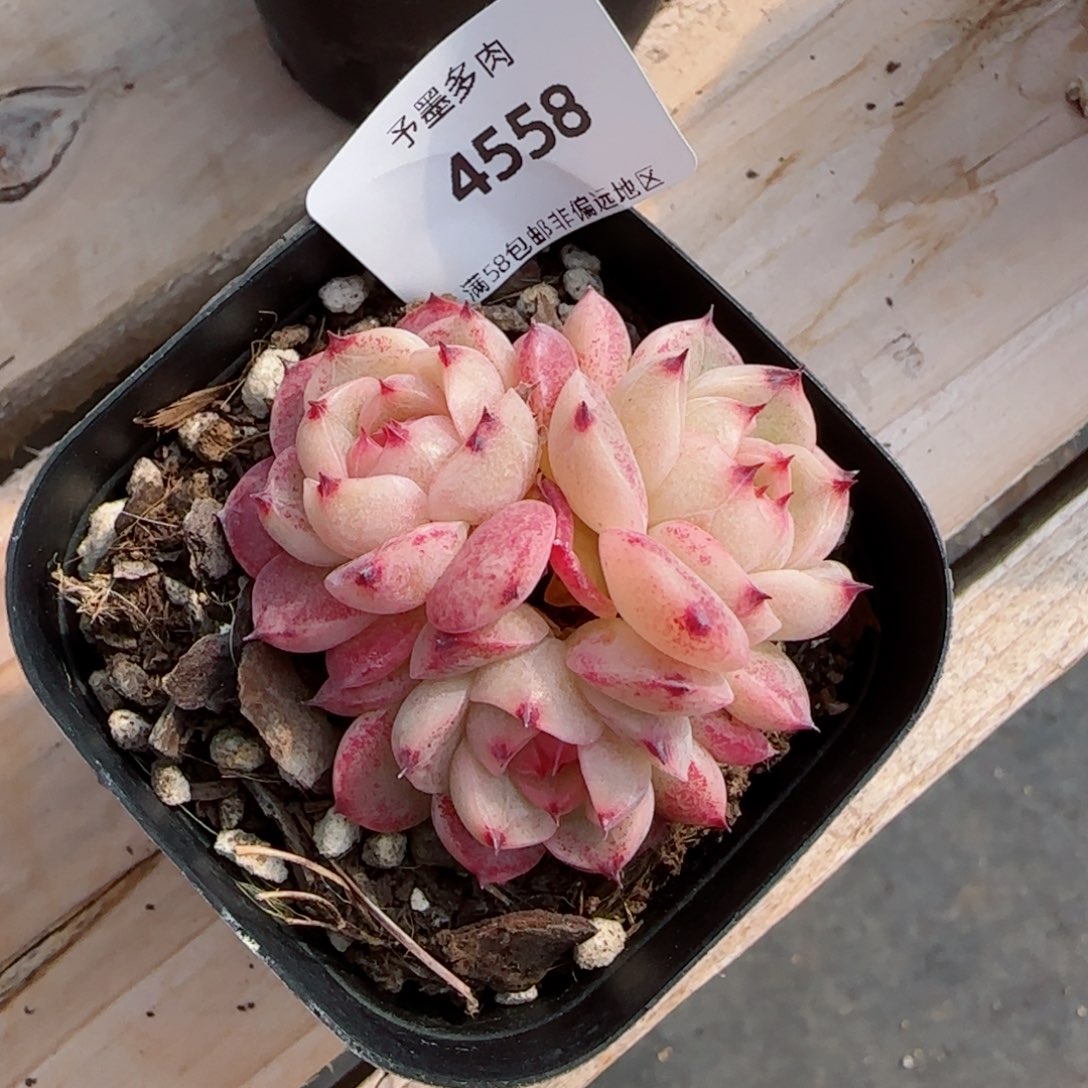 金辉珍妮，4558多肉植物