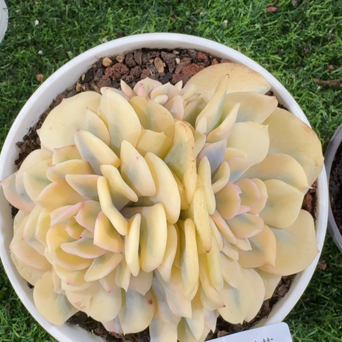 2834雪精灵锦多肉植物