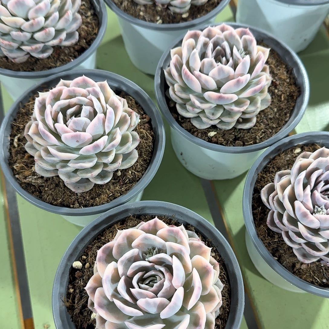 雪球锦 锦上园艺量拍