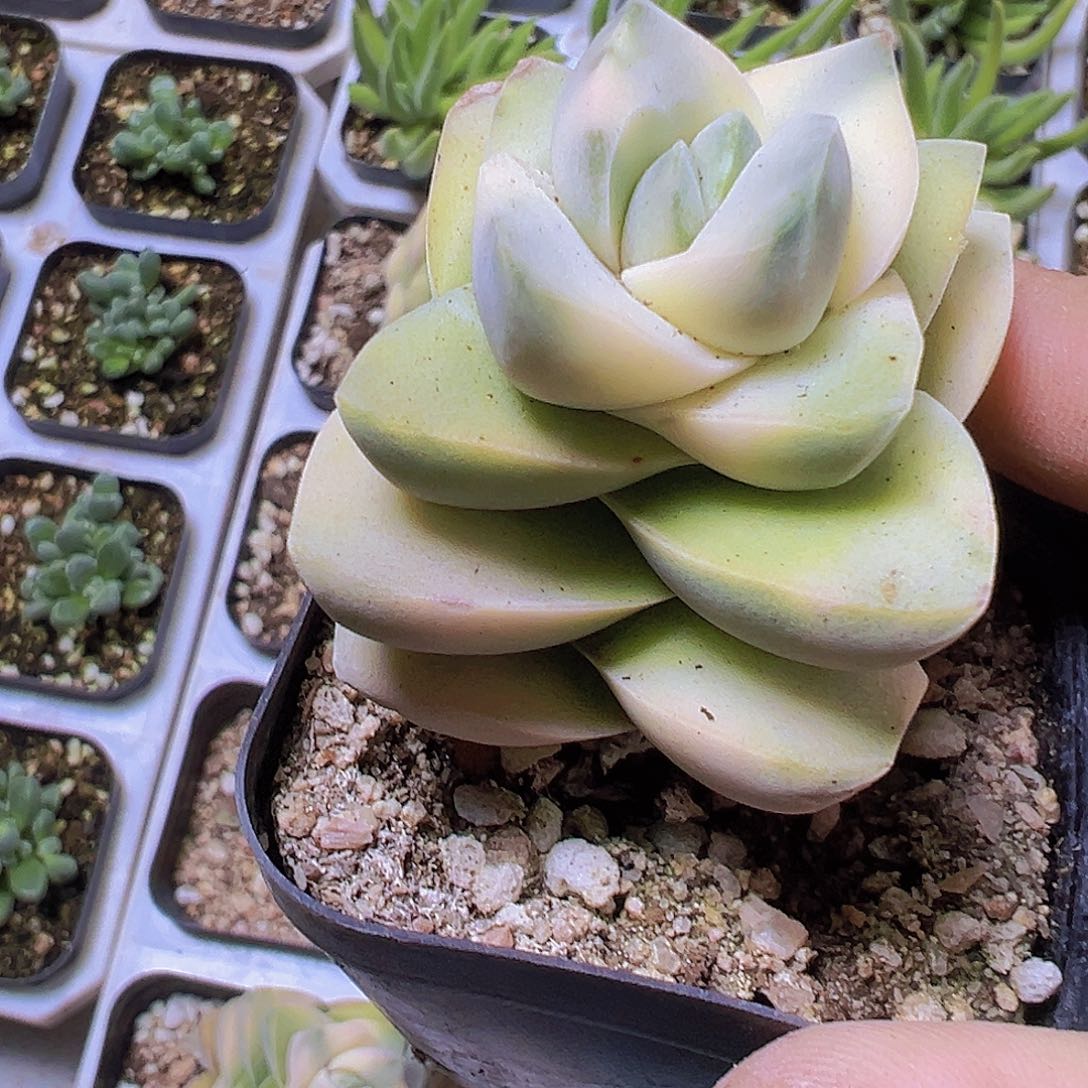 纪之川锦19包邮多肉植物