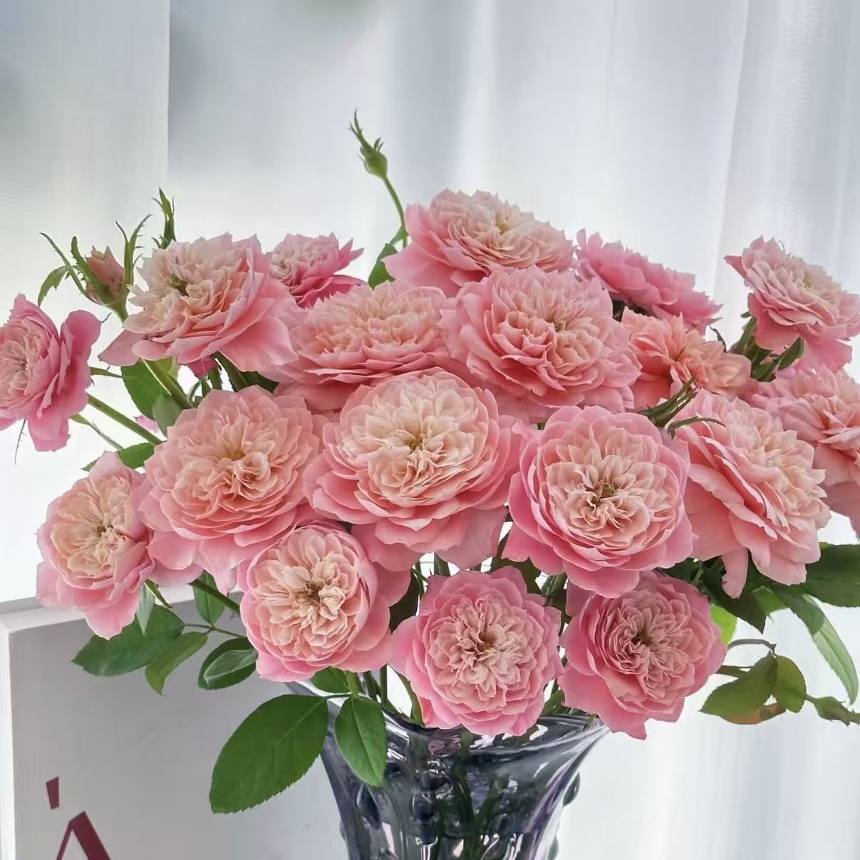 【花之物语】美琴多头玫瑰 包邮 