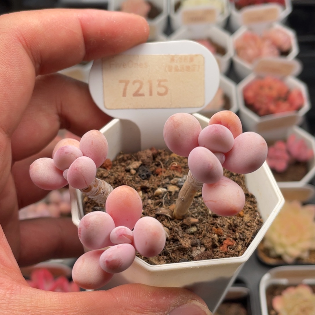 亚美桃蛋7215-7厘米