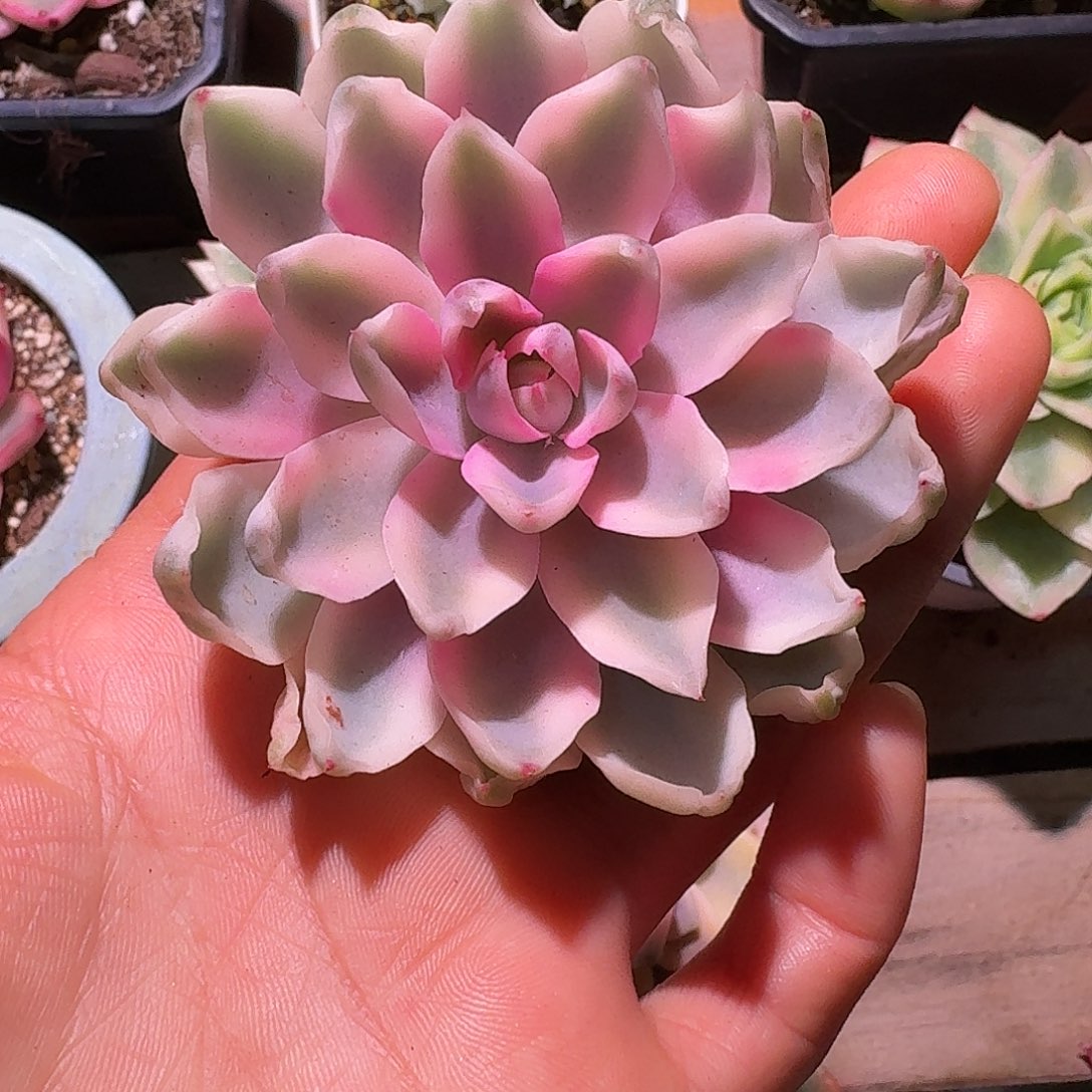 琼斯锦多肉多肉多肉