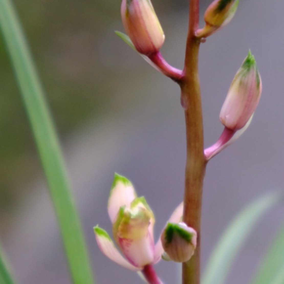 无品牌鲜花兰花绿植家庭观赏春季栽培栽种植物观叶植物