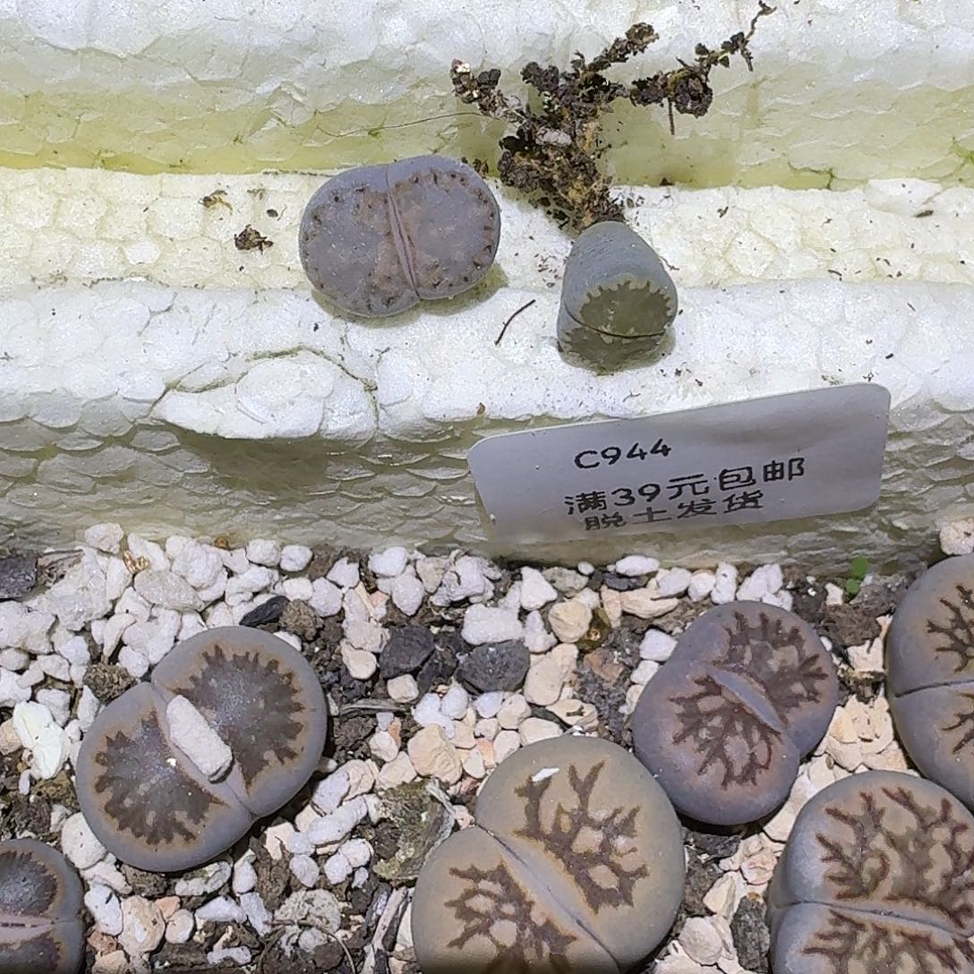 U***a944多肉哈哈哈哈哈哈哈