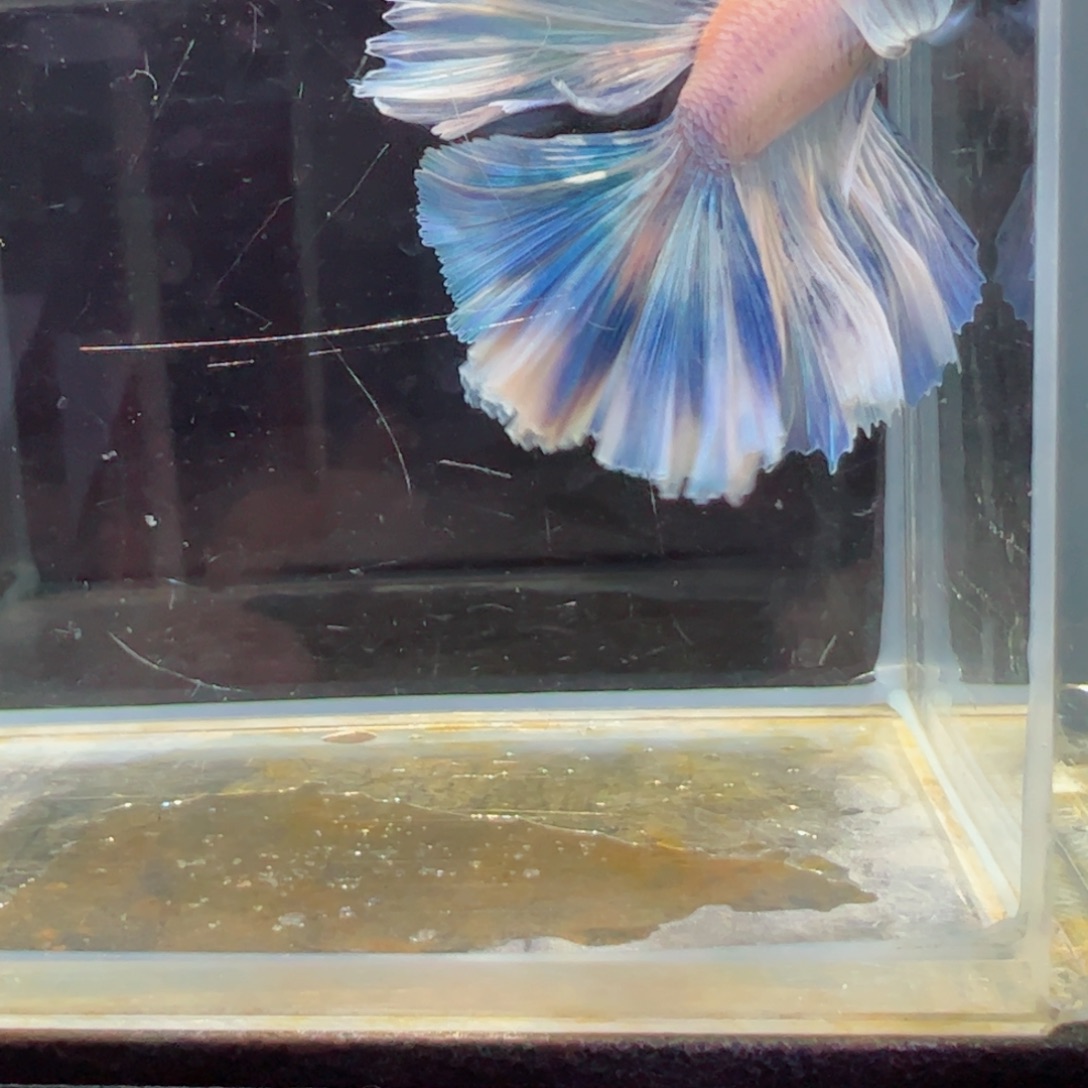 斗鱼浅色特殊尾hhhh