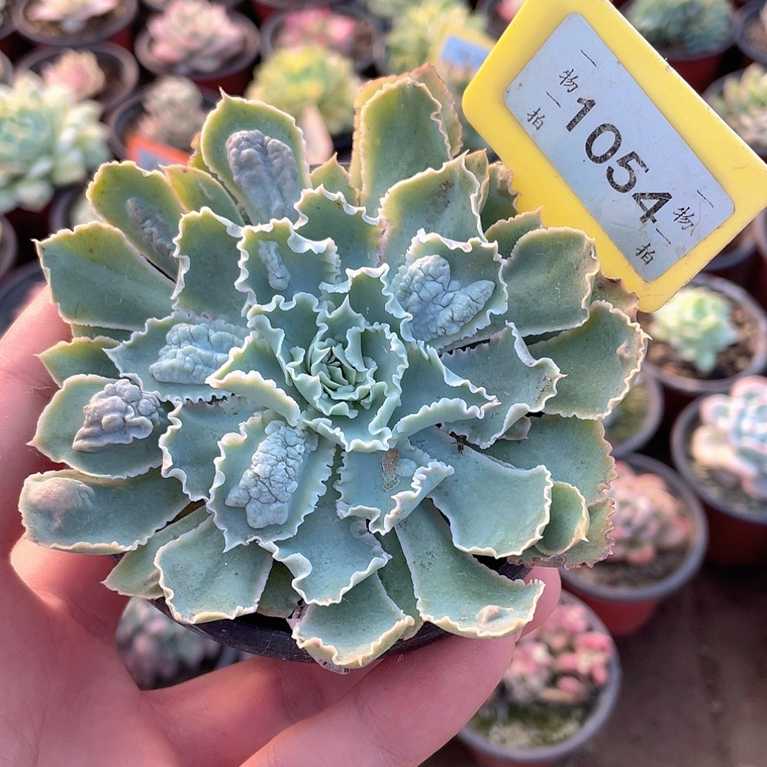 1054号多肉衹园之舞