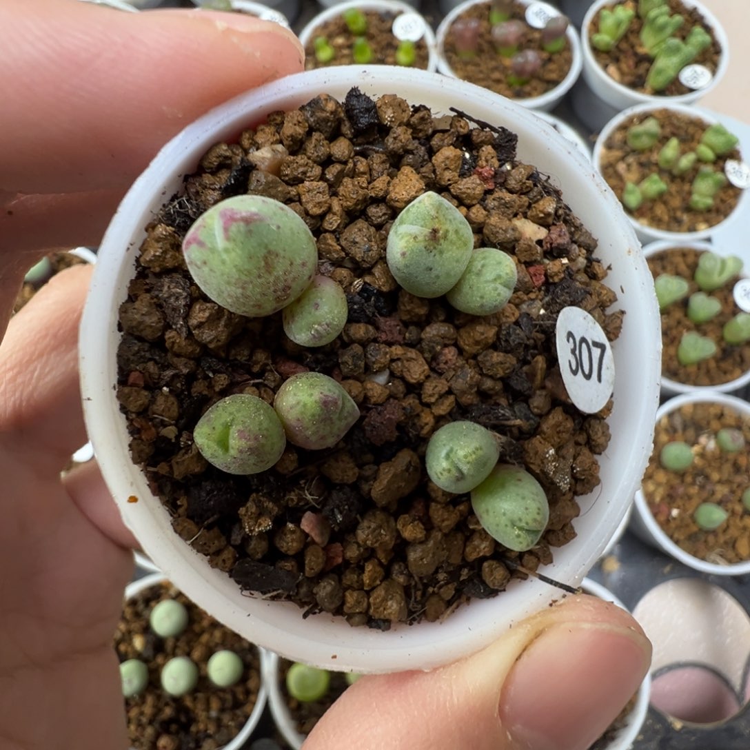 猪蹄一颗脱土307000