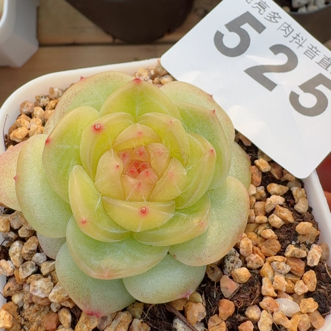 小家碧玉         精品多肉