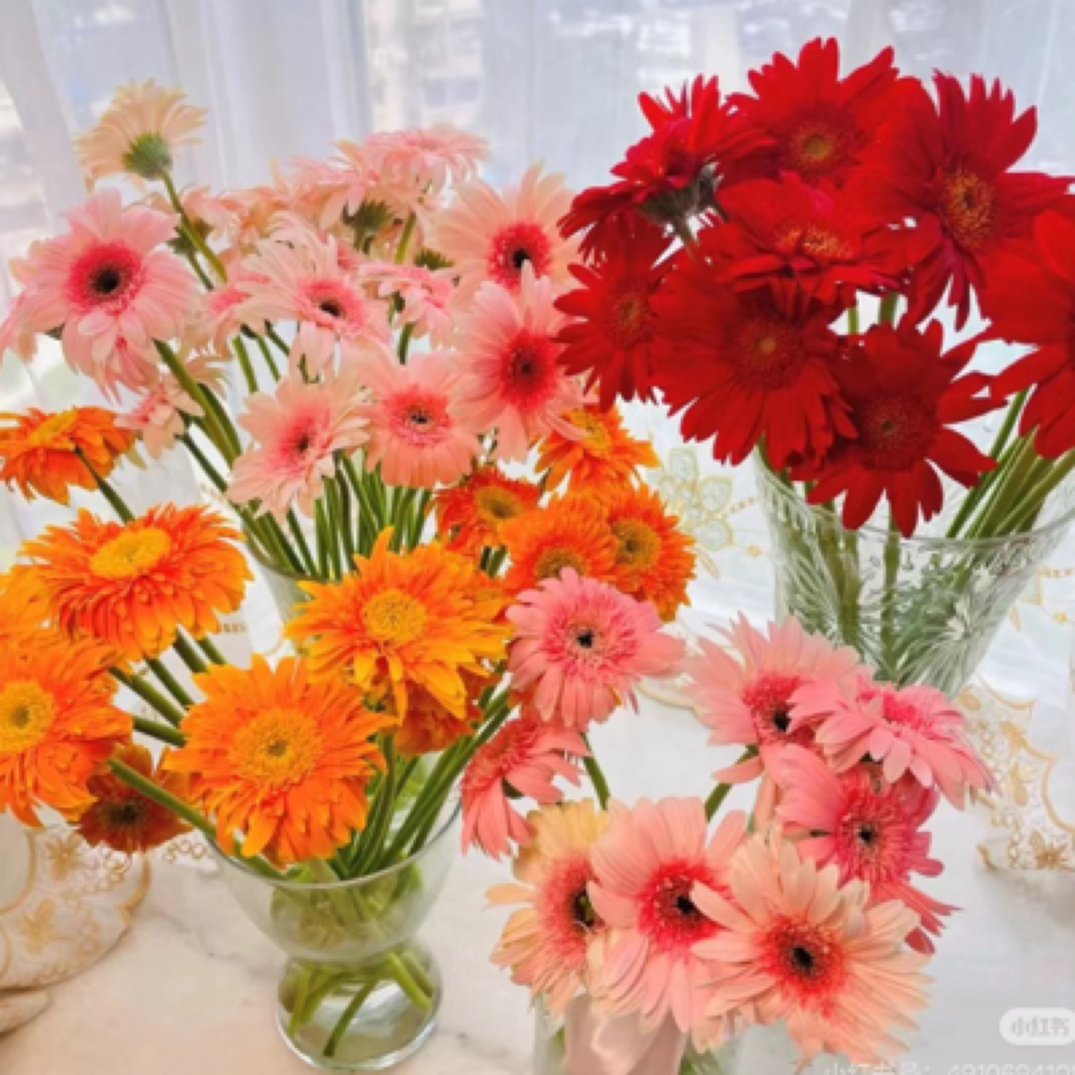 非洲菊混色20支